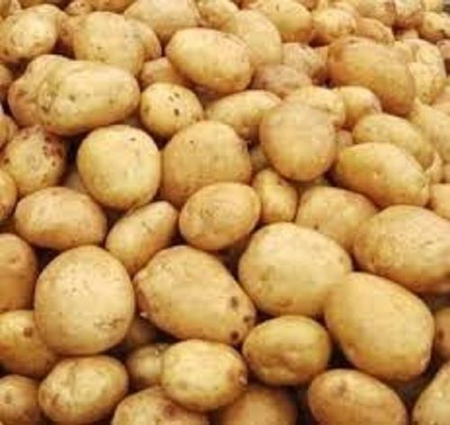 Farm Fresh Naturally Cultivated And Healthy Oval Shape Raw Potato Moisture (%): 60%