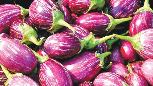 Fresh Brinjal