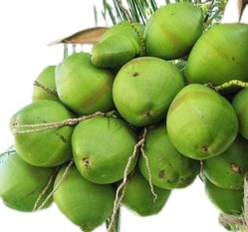 Green Coconut