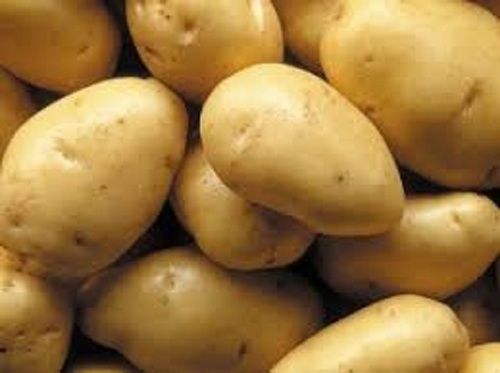 Healthy And Nutritious Oval Shape Farm Fresh Potato Moisture (%): 63%