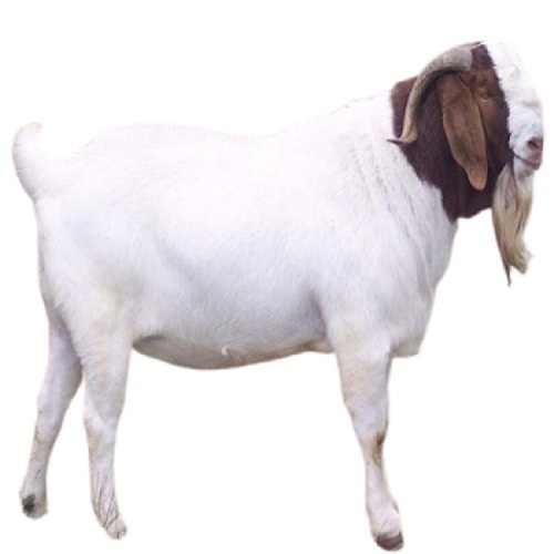 Live White With Brown Goat
