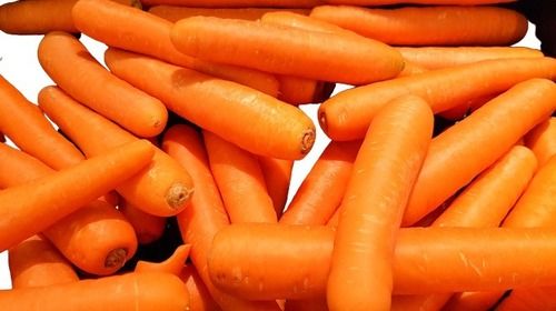  प्राकृतिक रूप से विकसित शंक्वाकार आकार नारंगी ताजा गाजर