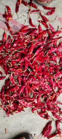 Organic Cultivated Red Chilies Dry S4