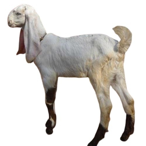 Plain White Live Goat at Best Price in Tirupur Anbu Thaai Farms