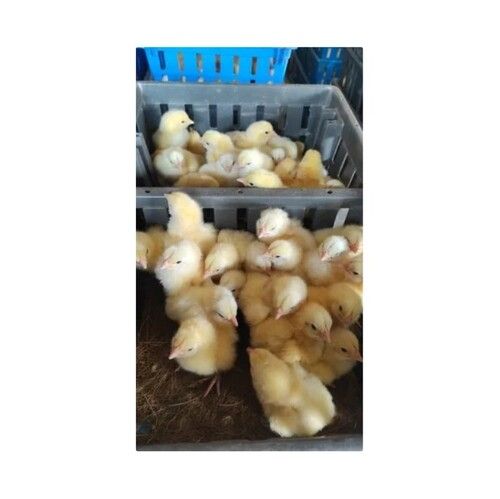 Broiler Cobb 430 Poultry Chicks