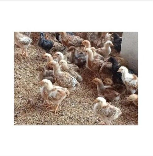 Poultry Farm Chicks