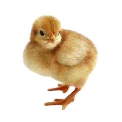 Yellow Live Poultry Farm Chicks Gender: Male