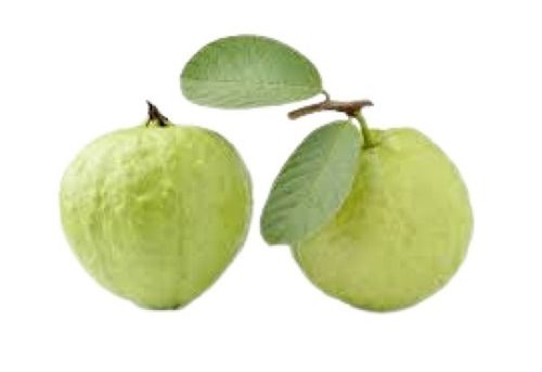 Guava Fruit