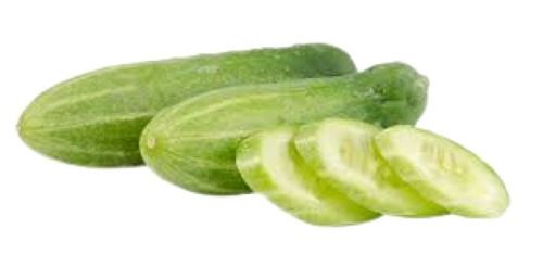 High Moisture Content Farm Fresh Long Shape Raw Green Cucumbers