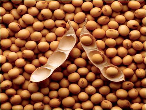Soybean Seeds With 12 Months Shelf Life