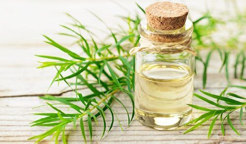 100% Pure Tea Tree Oil For Medicine And Cosmetics Use
