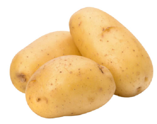 13% Moisture Round Seasoned Raw Fresh Potato