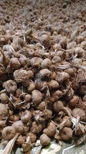 A Grade Common Cultivated 100% Pure Dried Kashmiri Saffron Bulb