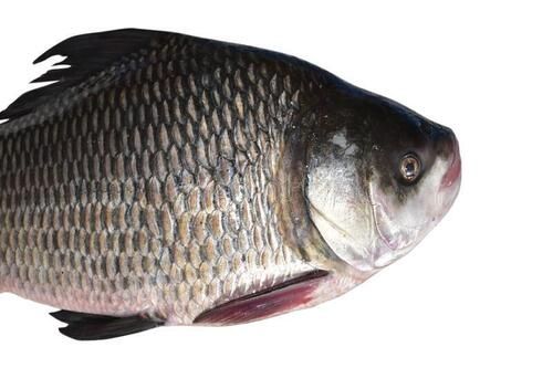  ए ग्रेड न्यूट्रिएंट से भरपूर स्वस्थ 99.9% खाने के लिए शुद्ध ताज़ी पूरी मछली