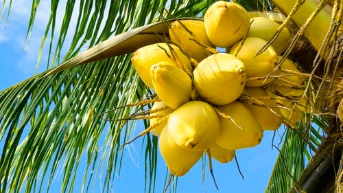 Medium Size Hard Texture Full Maturity Fresh Yellow Coconut