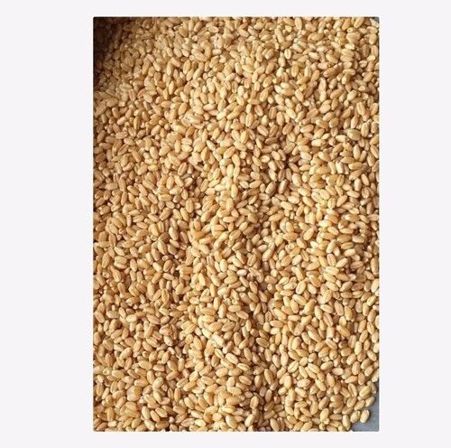 Organic Fresh Milling Wheat Grain 