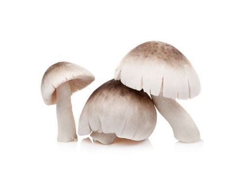 Paddy Straw Mushroom