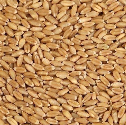 99% Pure And Natural Raw Dried Hard Wheat Grains