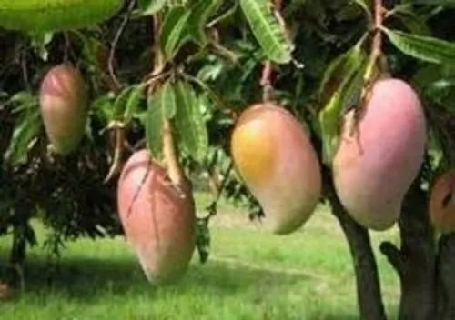 organic mango