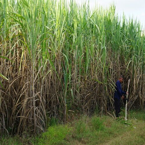 Sugar Cane