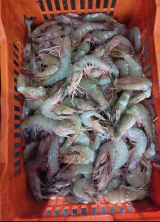 100% Fresh Vennamei Prawn