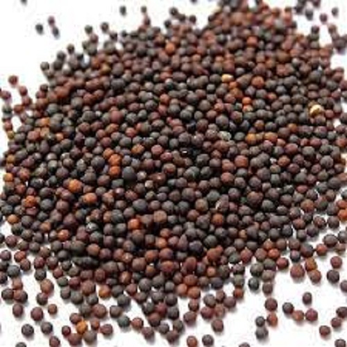 Cauliflower Seeds - Solid, Black Color | Pesticide-Free, 100% Purity, Excellent Shelf Life 3 Years, Suitable for Sandy Loam and Heavy Soils