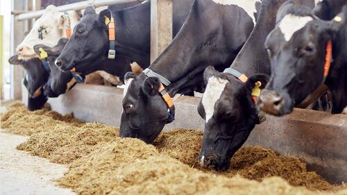 Cow Cattle Feed for Increase Milk Yield With 50 Kg Packaging Size