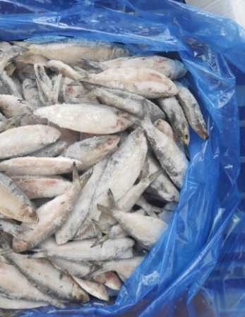 Frozen Fish with Longer Shelf Life for Cooking