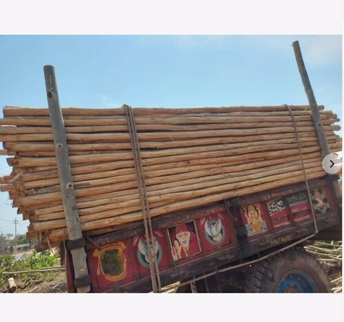 High Durable A Grade Light Brown Eucalyptus For Furniture Timber Wood