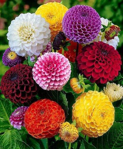 N/A Multi Color Flower Plants For Home Garden And Nursery Use