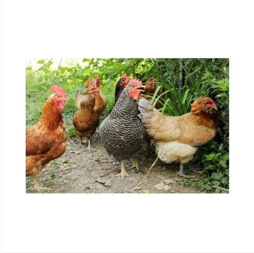 Poultry Farm Chicken