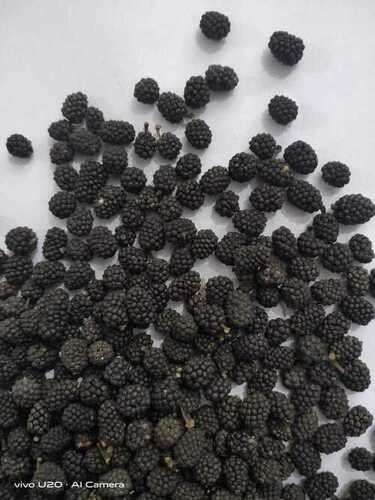 Bulk Supply 100% Natural Dried Black Gol Pipal (Hill Pepper)