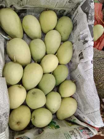 Export Mango With 2 Weeks Of Shelf Life