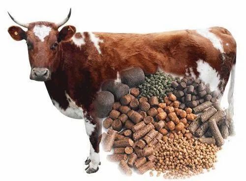 Nutrients Highly In Minerals And Vitamins Healthy Chemical Free Cattle Feed 