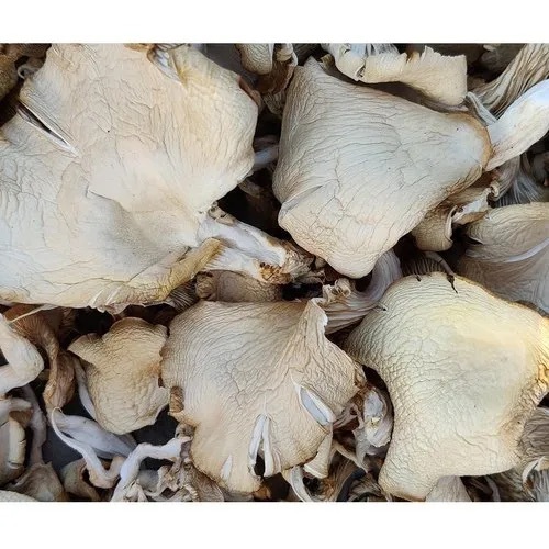 Off White 25 Kg Sliced Shape Indian Organic A Grade Dried Oyster Mushrooms at Best Price in