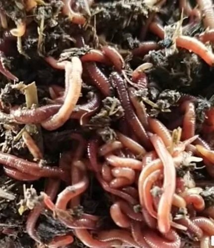 Slow Release Compost Bio-Tech Grade Agriculture Vermicompost Fertilizer