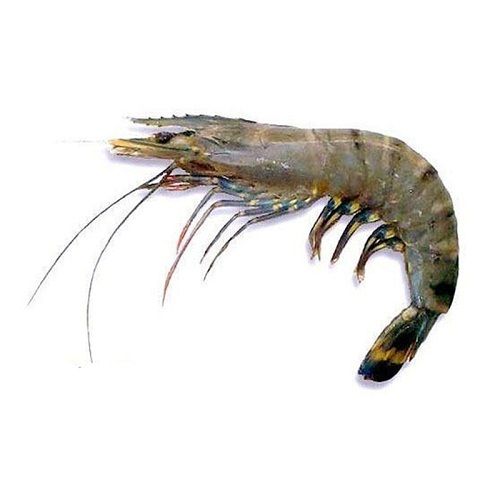 Boneless Fresh Tiger Prawn