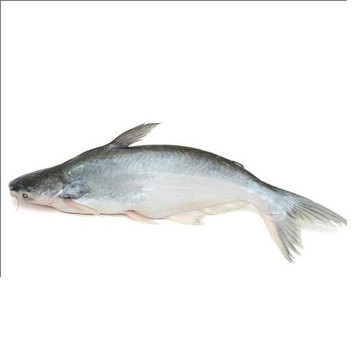 Healthy And Fresh Basa Fish