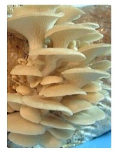 White Oyster Mushroom