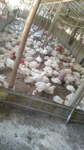 Poultry Farming Chicken By New Company- Sonu Singh