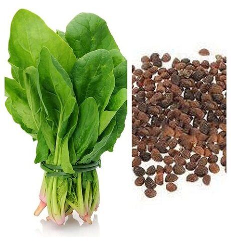 Spinach Seeds