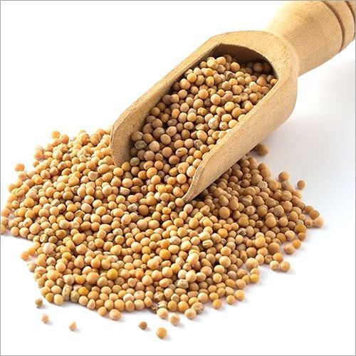 Yellow Mustard Seed Uses For Food And Oil Extraction