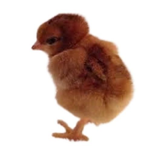 Original 1 Kg Broiler Breed Brown Color 7 Months Aged Live Chicken For Poultry Farming And Cooking