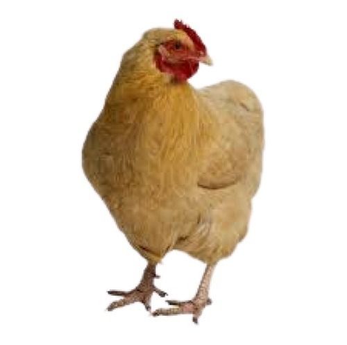 3.5 Kg White Female Broiler Breed Live Chicken For Egg Production