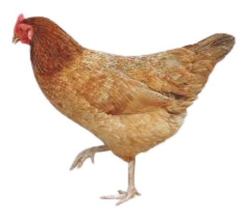 3 Kg Brown Country Breed Live Chicken For Egg And Meat Production