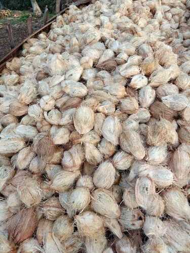 Farm Fresh Mature Coconuts For Human Consumption And Confectionery