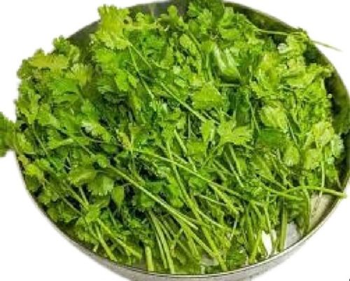 Naturally Grown Fresh Coriander Leaves