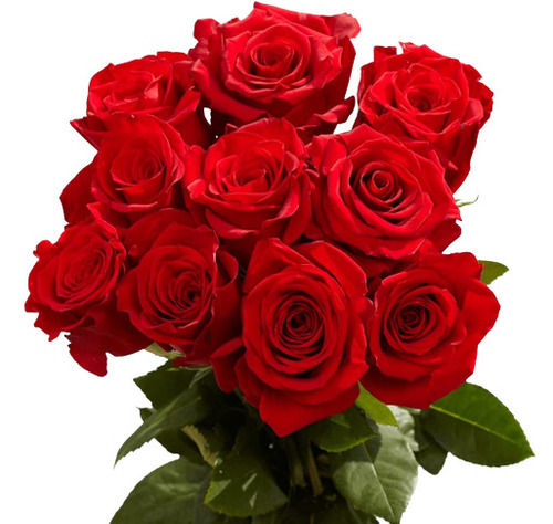 Beautiful Rose Fresh Flowers For Birthday And Wedding Anniversaries