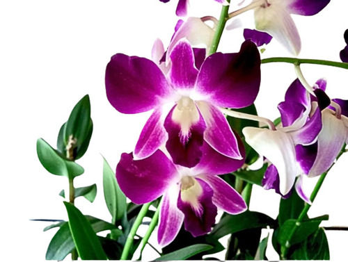 Fresh Fragrant Beautiful Orchid Flower For Gifting And Decoration