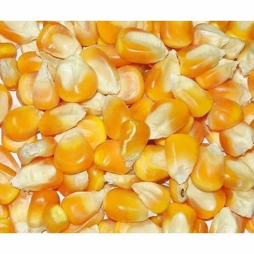 High Protein Organic Yellow Maize For Food And Popcorn